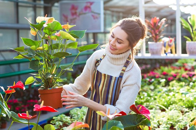 Gia chủ nên có biện pháp phòng trừ sâu bệnh hợp lý để cây sinh trưởng tốt